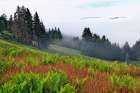 Foggy view of grasses and ferns-Dolason Prairie Art Print
